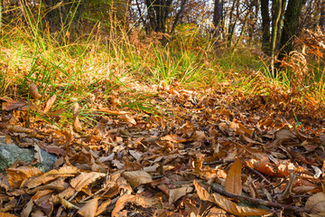 Panoramic view of the forest, with its bright colors, in an autumn afternoon.