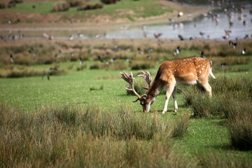 Cerf dans la nature