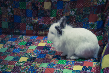 White little fluffy rabbit