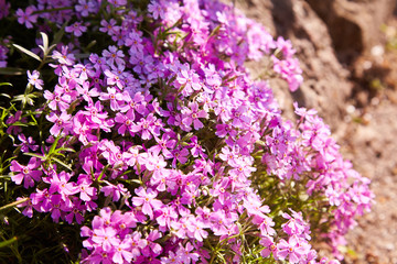 Obraz premium Phlox subulata flowers