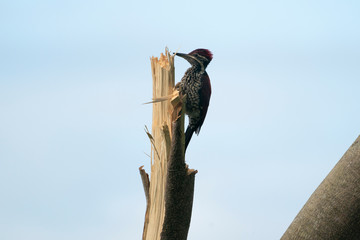 woodpecker
