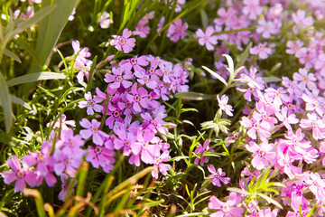 Phlox subulata flowers