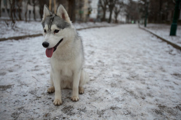 Cute little Husky puppy dog sitting outside