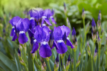 Violet-blue flowers of  bearded iris (Iris germanica)  on a green background of meadow grasses