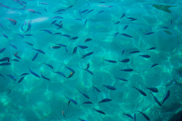 Beautiful shot of fish in the sea through water