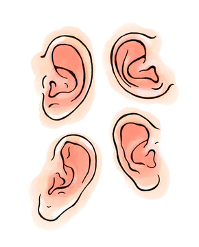 Hand drawn illustration of human ear, watercolors, isolated on white background. Ears shapes difference concept.