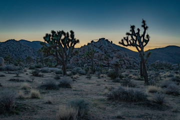 Fototapeta premium Joshua Tree
