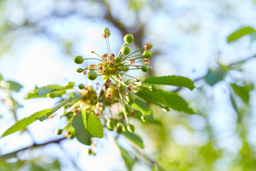 Unripe cherries hanging on branch. Cherry tree