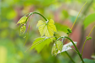 Baby Grapes. Closeup of view in beginning stage. Green flowers. The initial development of the...