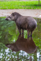Baby tapir standing in the puddle with reflection
