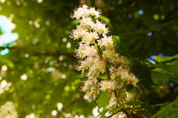 Flowers of chestnut trees in spring in the park.
