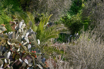 Mediterranean vegetation of the Ligurian Riviera with prickly pears, palm and olive trees, Cervo Ligure, LIguria, Italy