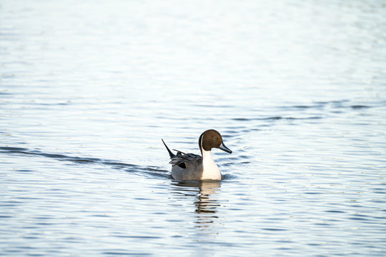 Northern Pintail Duck (Anas acuta)