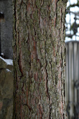 Conifer trunk on a cloudy winter day