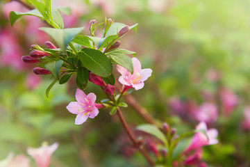 Obraz na płótnie Canvas Weigela praecox. Beautiful pink flowering shrub macro view. Flowering weigela in the garden