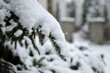 A branch of a Christmas tree in the snow on a cloudy winter day