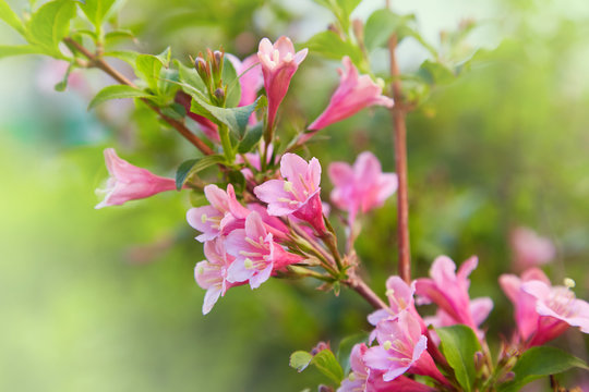Weigela praecox. Beautiful pink flowering shrub macro view. Flowering weigela in the garden