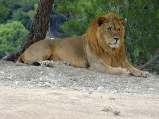 Fototapeta na wymiar Lion au repos sous un arbre