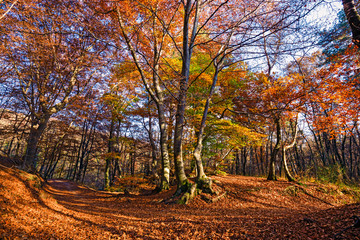 Fototapeta na wymiar Panoramic view of a forest path on an autumn afternoon.