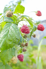 Branch of raspberry with big red ripe berries. Gardening