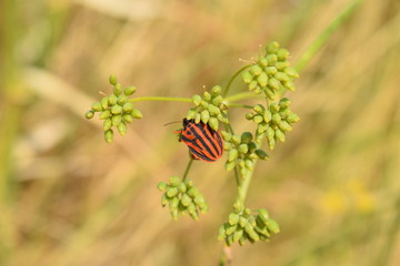 punaise arlequin
