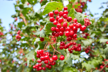 Ripe red bunches of viburnum.