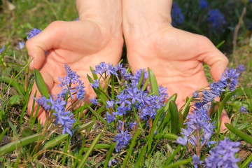 Blue squill on the lawn in early spring and women's hands