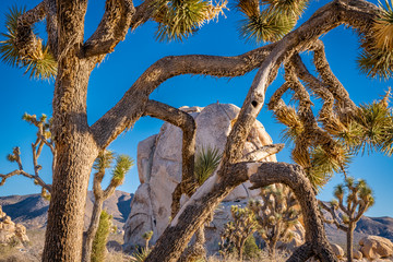 Joshua Tree