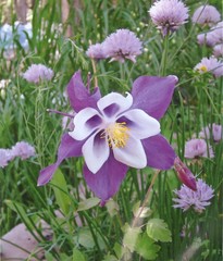 Solstice Columbine