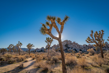 Joshua Tree