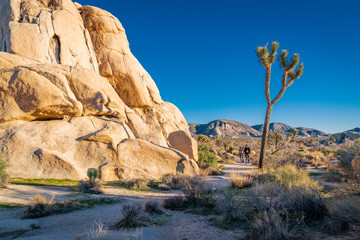 Joshua Tree