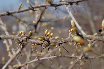 unblown cherry buds on a branch