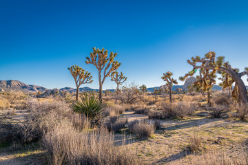 Fototapeta premium Joshua Tree