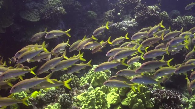 School of Yellowtail Snapper