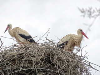 Nid de cigognes