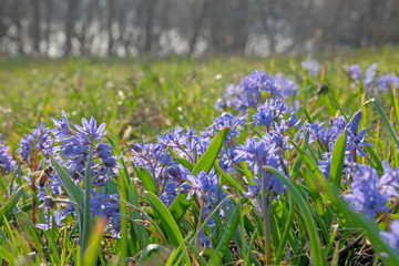 Fototapeta premium Blue squill on the meadow in early spring