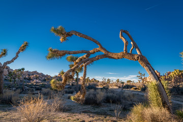 Fototapeta premium Joshua Tree