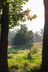 Fototapeta premium Morning Light
