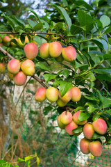 ripe plum on a branch close-up