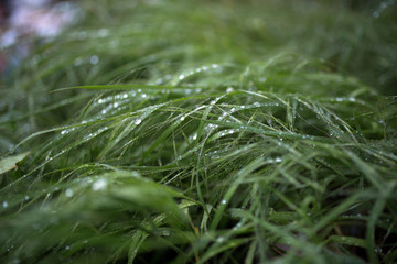 Dew on the grass