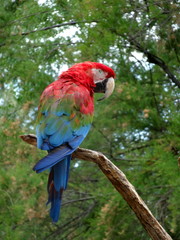 Perroquet aras dans la nature