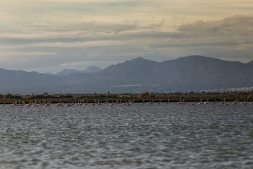 Lot of pink flamingo stand in blue salt lake and eating with rocks on background 