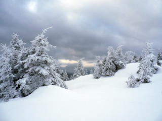Beautiful winter landscape with snow covered trees