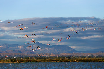 Lot of pink flamingo flying over salt lake in blue sky , Spain ,Alicante 