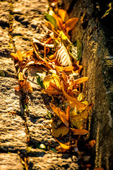 autumnal painted leaves on a street