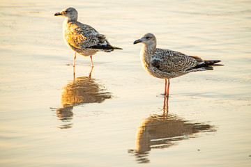 young herring gulls in the water of the Baltic sea during sunset