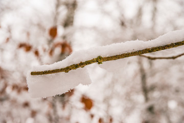 snow hat on a branch of a tree