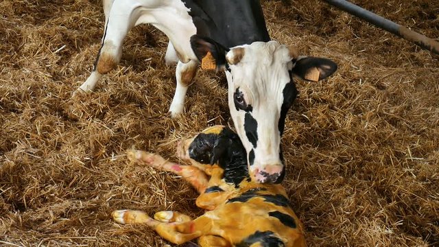 Mother cow and newborn black and white calf lying in straw inside barn