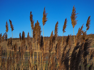 Reeds in golden winter light at St Aidan's Nature Park, Leeds, Yorkshire, England
