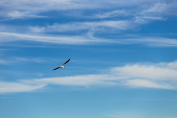 Obraz premium seagull in blue sky 